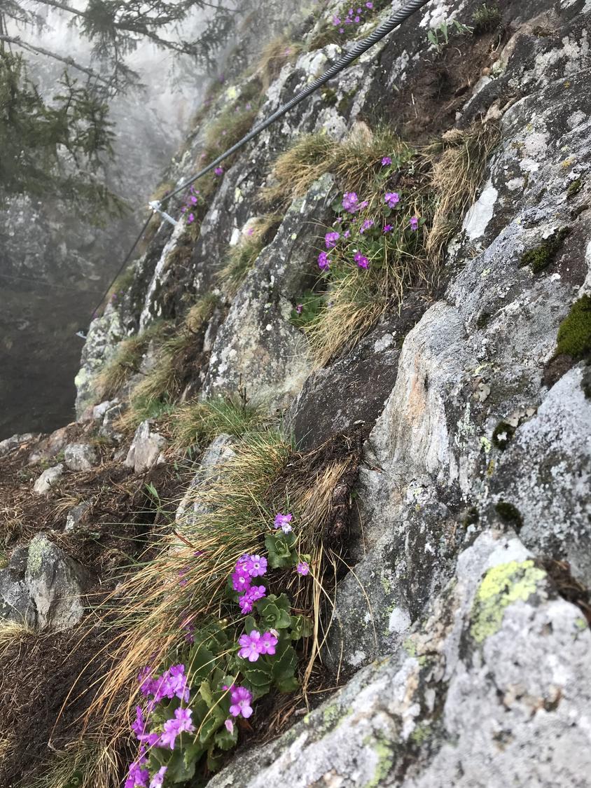 Blumig: Klettersteig Adlerhorst