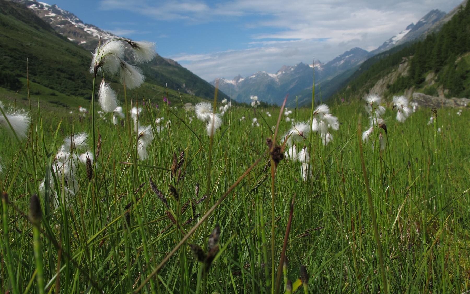 Wollgras beim Grundsee.