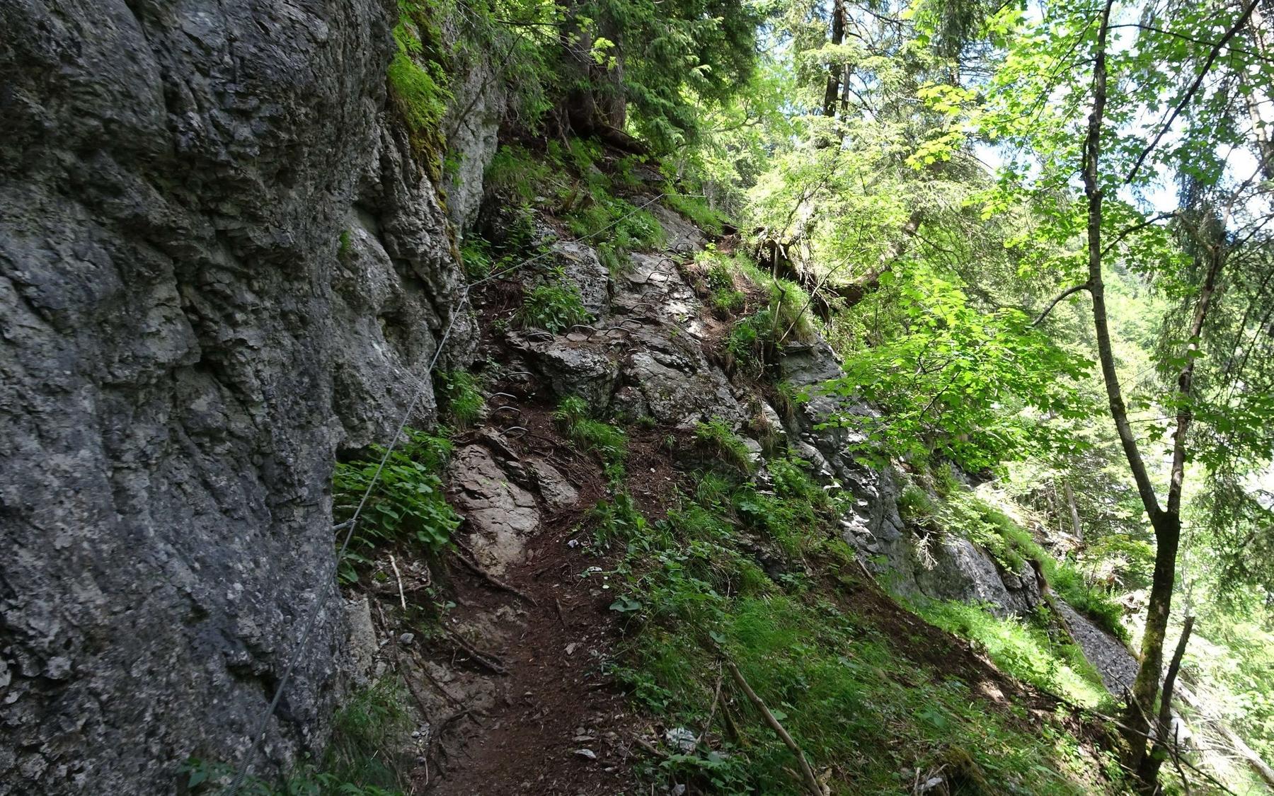 Typical forested terrain on the Mürren via ferrata.