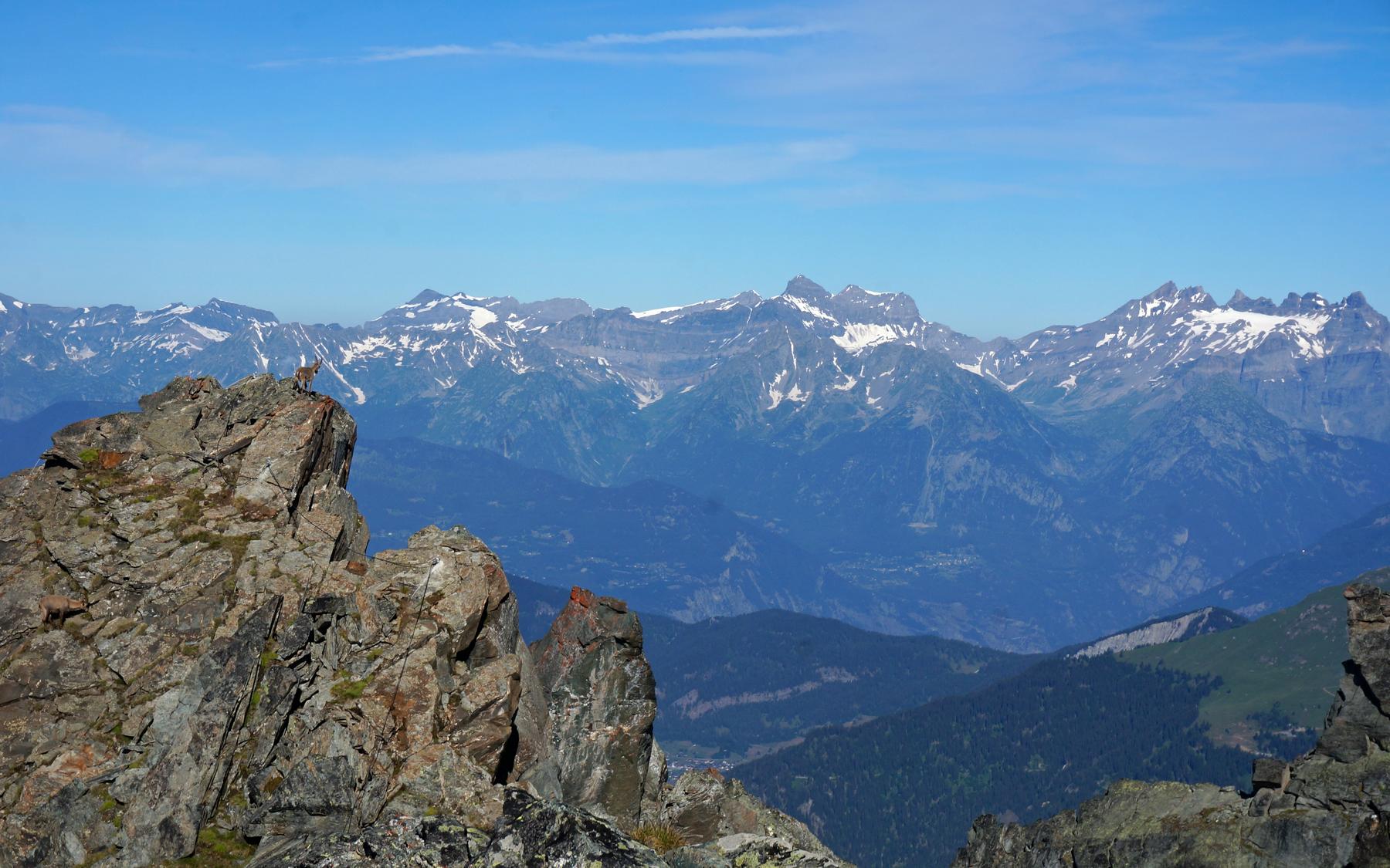 An ibex enjoys the views from the summit.