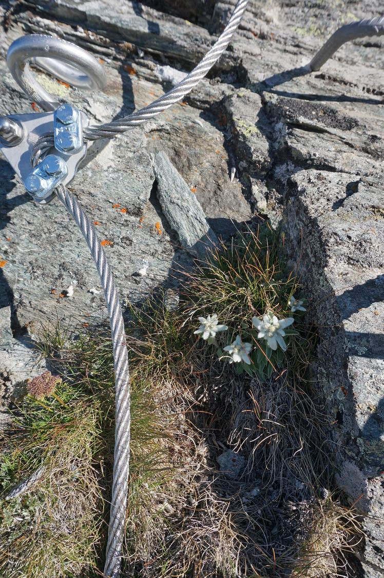 Edelweiss flowers on the Edelweiss via ferrata.